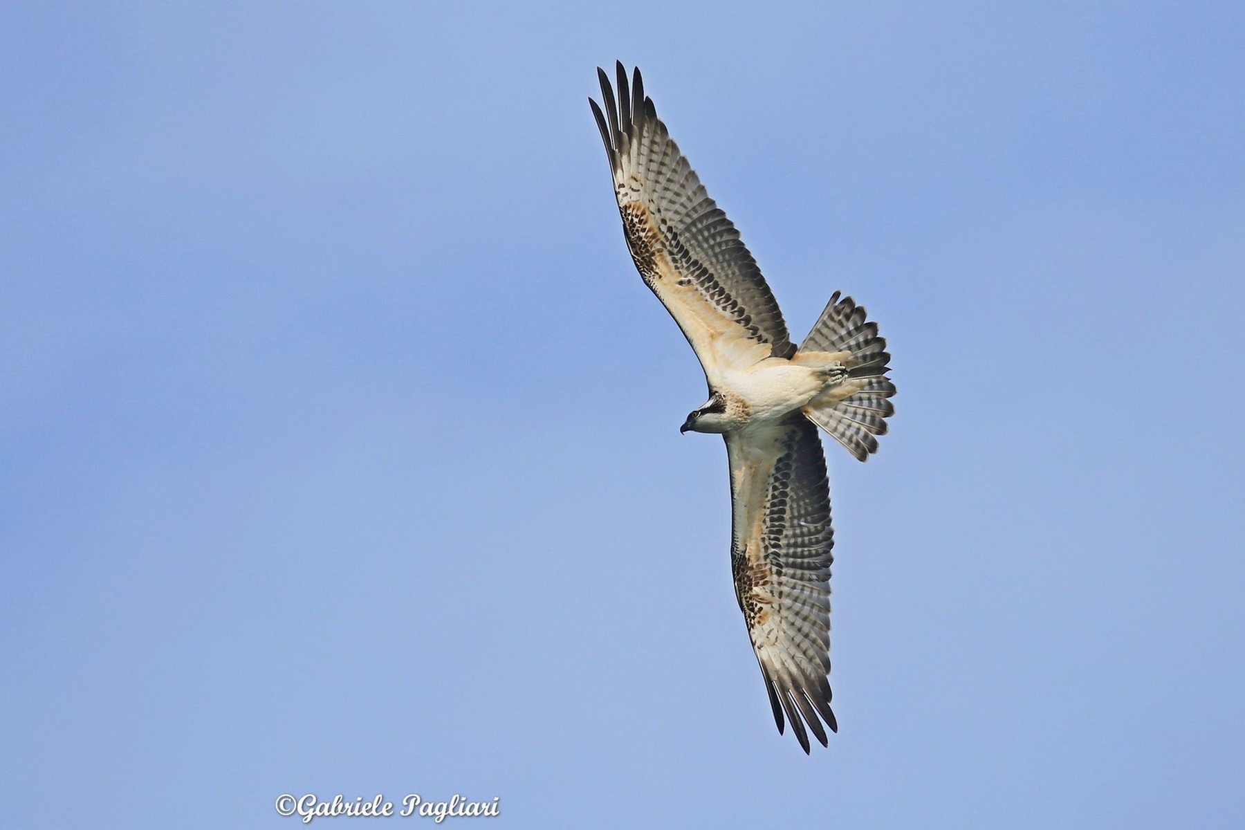 Falco pescatore ( Pandion haliaetus )